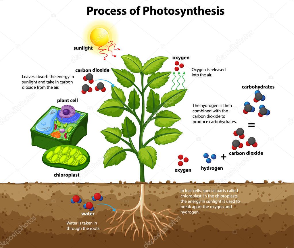 Diagram showing process of photosynthesis with plant and cells illustration