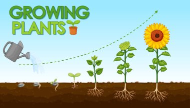 Bitkilerin tohumdan ayçiçeği illüstrasyonuna nasıl büyüdüğünü gösteren diyagram