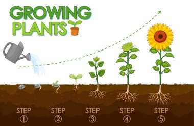 Bitkilerin tohumdan ayçiçeği illüstrasyonuna nasıl büyüdüğünü gösteren diyagram