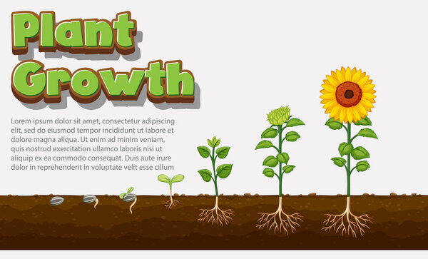 Diagram showing how plants grow from seed to sunflower illustration