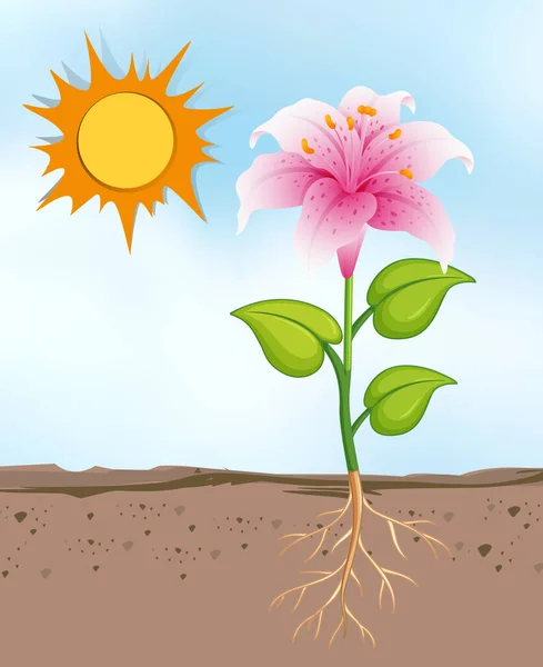 Szene Mit Blumen Die Strahlend Sonnigen Tag Wachsen Illustration — Stockvektor