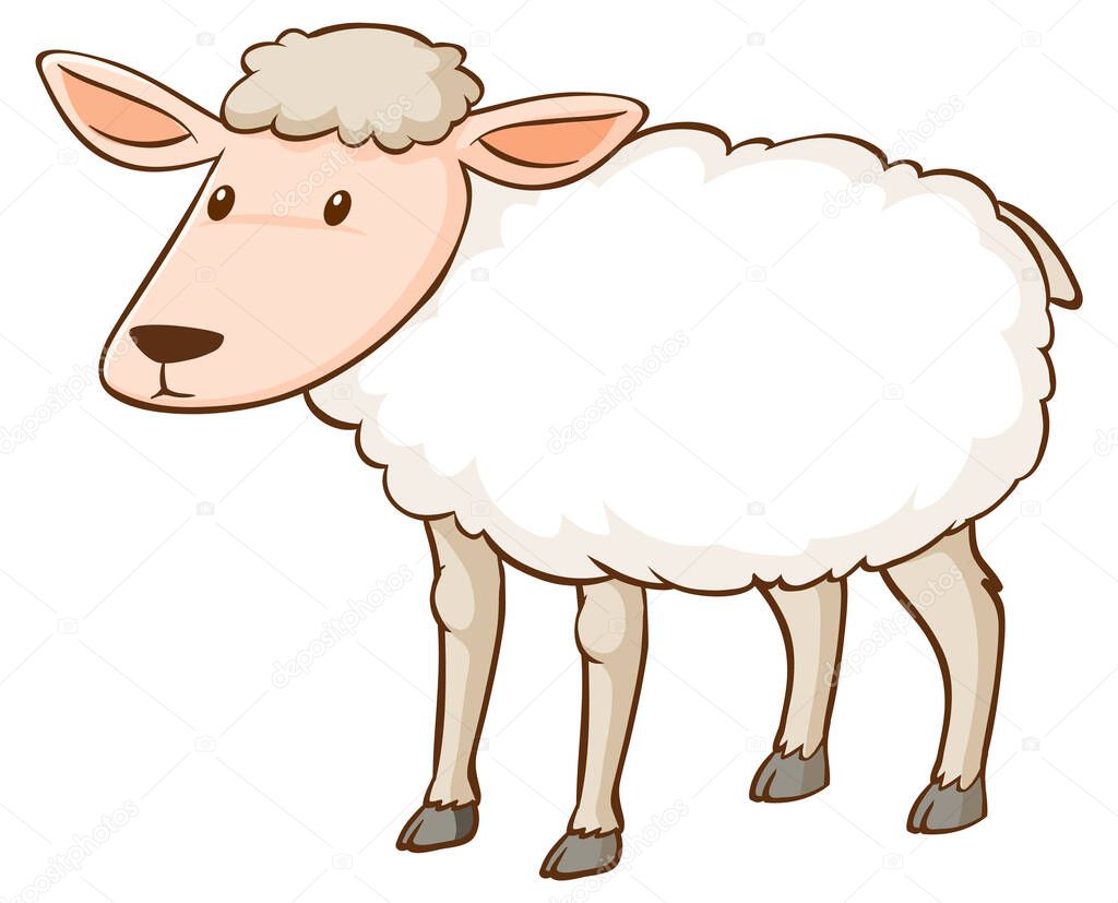 White sheep standing on white background illustration