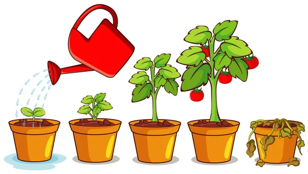 Diagrama Mostrando Como Planta Cresce Semente Para Árvore Ilustração —  Vetores de Stock