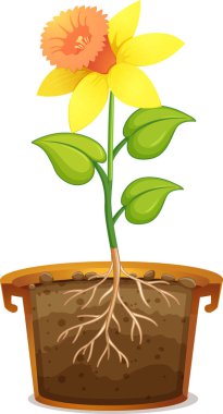 Beyaz arkaplan illüstrasyonunda kil çömlekte nergis