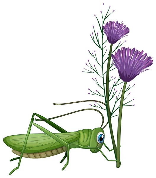 Grasshopper Purple Flowers White Background Illustration — Stock Vector
