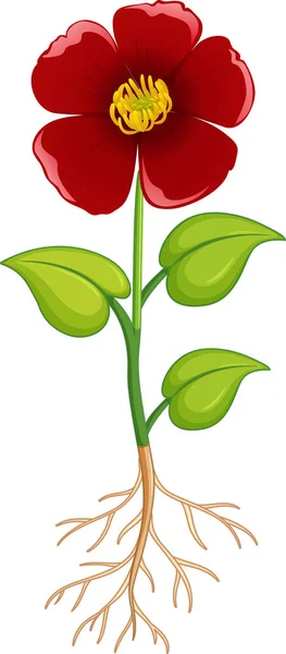 Rote Blume Mit Grünen Blättern Und Wurzeln Auf Weißem Hintergrund — Stockvektor