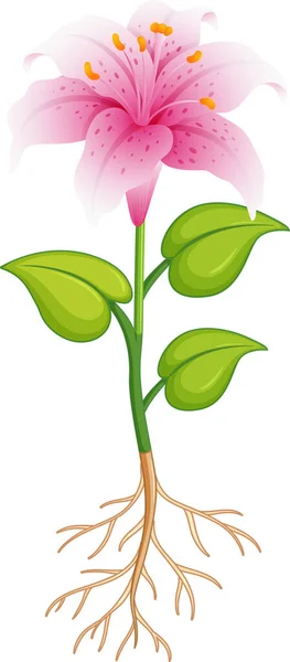 Roze Lelie Bloem Met Groene Bladeren Wortels Witte Achtergrond Illustratie — Stockvector