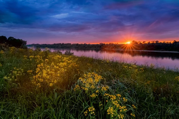 Atardecer de verano paisaje con un río y flores amarillas — Foto de Stock