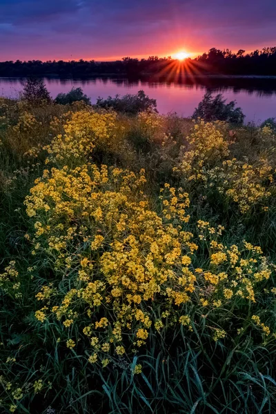 Sommer Sonnenuntergang Landschaft mit einem Fluss und gelben Blumen — Stockfoto