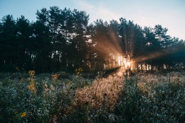 Güneş ışınları orman içinde. Taze sabah.