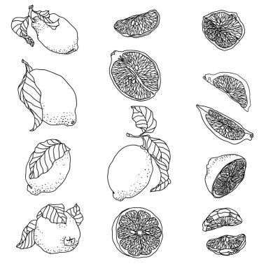 Narenciye limon meyve ile ayarlayın. Tüm meyve, dilimleri vardır ve