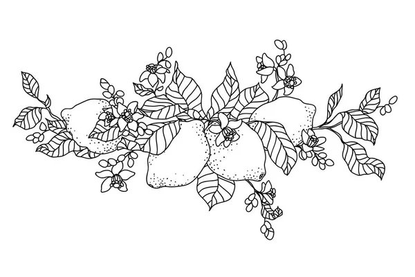 Árbol de limón en la imagen de estilo tatuaje. Flores ligeras con fruta — Vector de stock