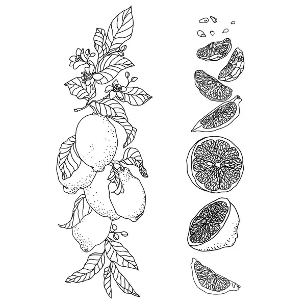 Conjunto com planta de limão. Ramo vertical com flores e frutas —  Vetores de Stock