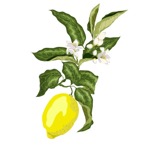 Egyik ága a citromfa virág és a gyümölcs — Stock Vector