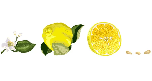 Set con partes de limonero como flor de cítricos, una fruta, medio — Archivo Imágenes Vectoriales