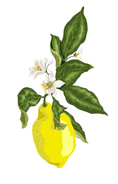 Une branche de citronnier aux agrumes jaunes et aux minuscules fleurs — Image vectorielle
