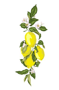 Narenciye meyve dalı çiçek açan çiçekler ve limon ile. Sulu gree