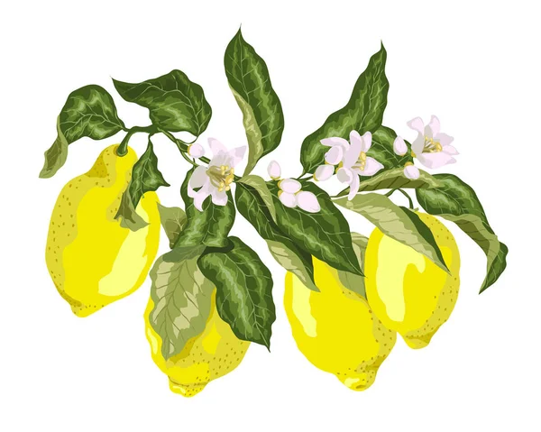 Narenciye meyve dalı çiçek açan çiçekler ve limon ile. Sulu gree — Stok Vektör