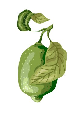 Meyvesi yuvarlak şekli ile şube yapraklarda kireç. Tatlı sıralama 