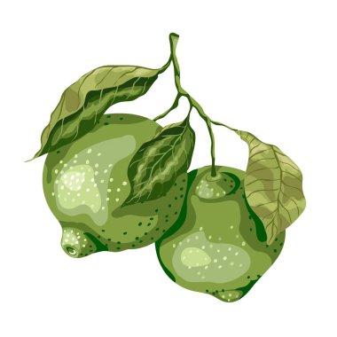 Limon meyve dalı yapraklarda ile. Kireç, Mexica tatlı sıralama