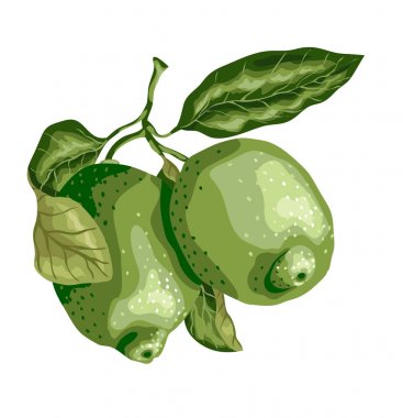 Limon meyve dalı yapraklarda ile. Kireç, Mexica tatlı sıralama