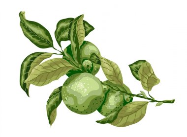 Limon meyve dalı yapraklarda ile. Kireç, Mexica tatlı sıralama