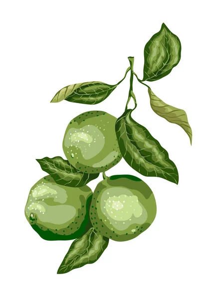 Lime fruit with leaves on the branch. Sweet sort of lime, Mexica — Stock Vector