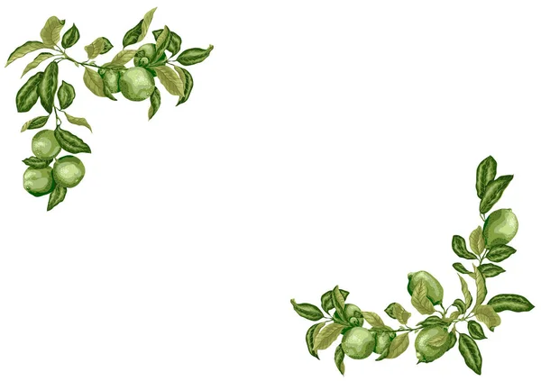 Marco horizontal A4 con ramas de lima y limón en verde oliva — Vector de stock