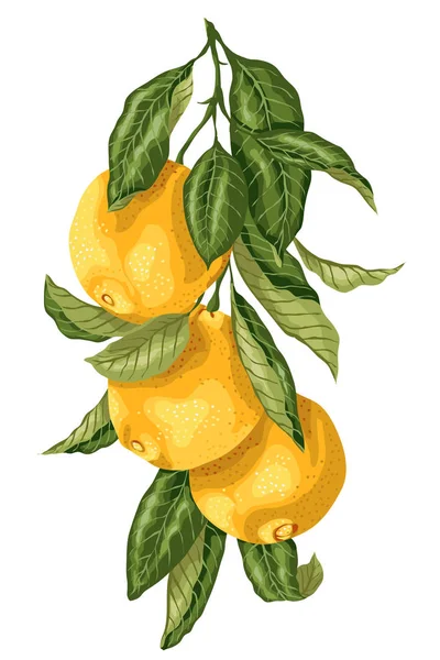 Vertikaler Zweig mit orangefarbenen Früchten in grafischem Design mit l — Stockvektor