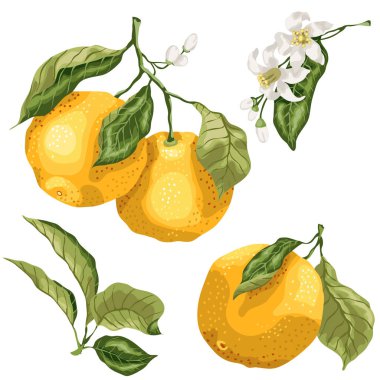 Portakal narenciye ağaç bitki parçaları ile ayarlayın. Yaprakları vardır,