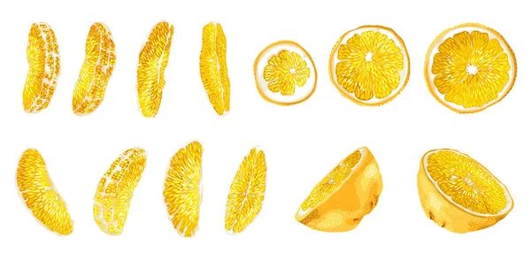 大きな円 半分長い明るいスライスなどさまざまな形の柑橘系の果物のスライスを設定します 現実的なベクトル描画スタイル デザインで作られた の要素があります — ストックベクタ