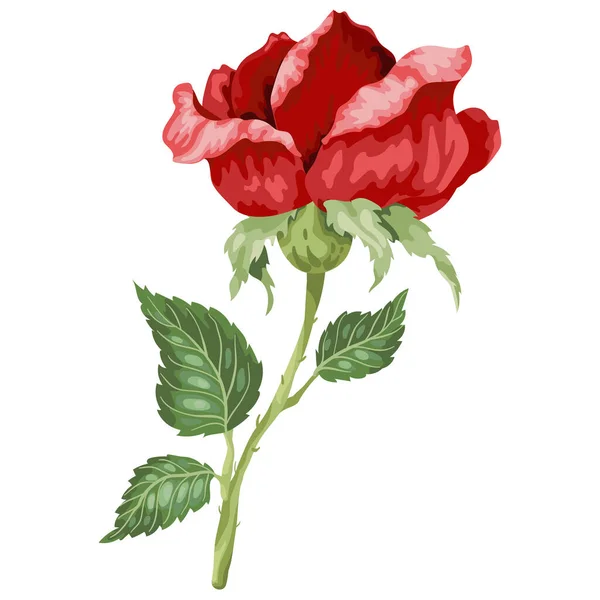 Векторная Иллюстрация Красной Розы Ярких Цветах Реалистичном Рисунке — стоковый вектор