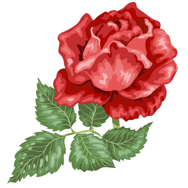 Illustrazione Vettoriale Red Rose Colori Molto Brillanti Nel Disegno Realistico — Vettoriale Stock