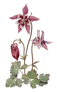 Aquilegia çiçek suluboya resim. Eps 8 vektör çizim (otomatik takip).