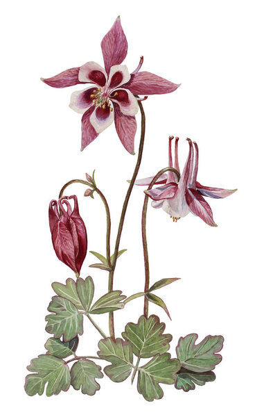 Aquilegia цветы акварелью painting.EPS 8 векторной иллюстрации (автотрассировка
).