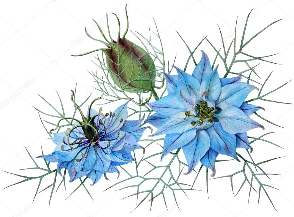 Blue flowers Nigella (watercolor painting). EPS 8 vector illustration (auto-traced).