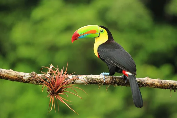 Πολύχρωμο καρίνα-τιμολογημένος toucan σε κοντινό πλάνο Φωτογραφία Αρχείου