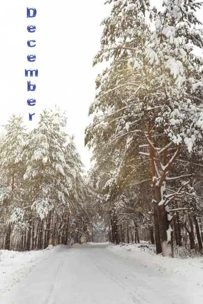 雪の冬の森 カレンダーやはがきのテンプレート — ストック写真