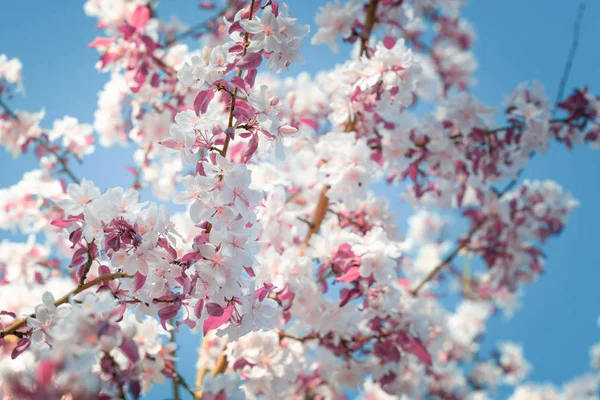 Jasné Barevné Krásné Květy Třešňové Větve Selektivní Zaměření — Stock fotografie