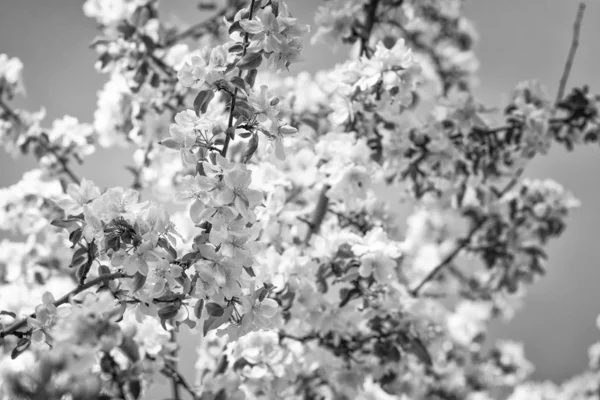 Černobílý Květ Infračervená Fotografie — Stock fotografie