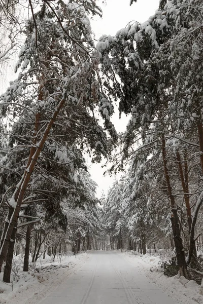 Karlı kış ormanı, takvim ya da kartpostal şablonu