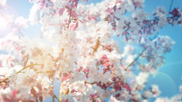 Schöne Frühlingsblumenblüte Mit Sonnenbokeh Vorlage Für Banner Mit Platz Für — Stockfoto