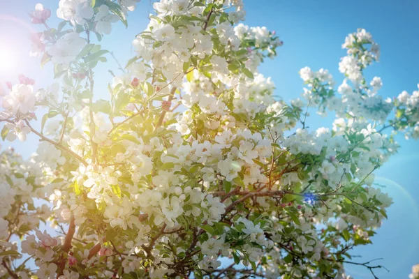 Krásné Jarní Květinové Květy Sluncem Bokeh Šablona Pro Banner Prostorem — Stock fotografie