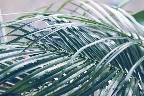 Palmera Hojas Primer Plano Con Tono Azul Para Imprimir —  Fotos de Stock