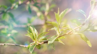Güneşle birlikte güzel bahar çiçekleri, sancak için şablon, metin için yer.