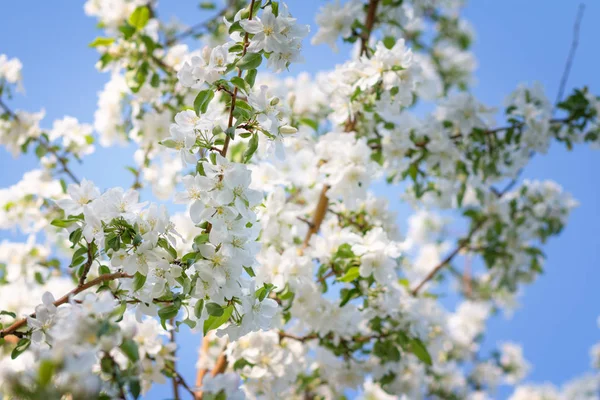 Krásné jarní květinové květy se sluncem bokeh, šablona pro banner s prostorem pro text — Stock fotografie