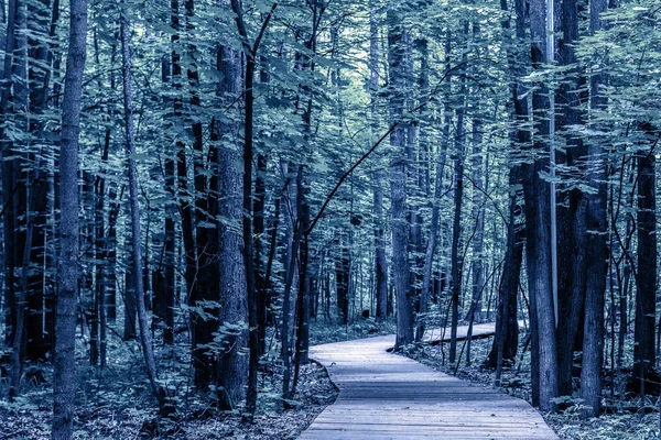 Foresta immagine sfondo, colore blu, spazio per il testo — Foto Stock