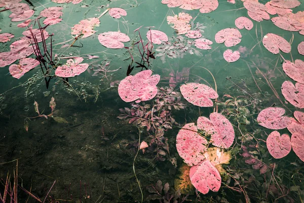 Infračervená krajina fotografie, falešné barvy, lotos i rybník — Stock fotografie