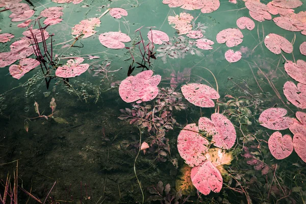 Infrared landscape photography, false colored, lotus i a pond