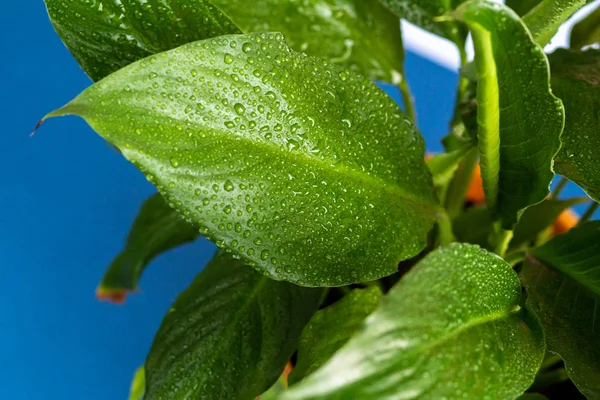 Vista superior de hojas verdes frescas con gotas de agua, imagen de la planta de la casa de primer plano, fondo de color azul espacio vacío para el texto —  Fotos de Stock